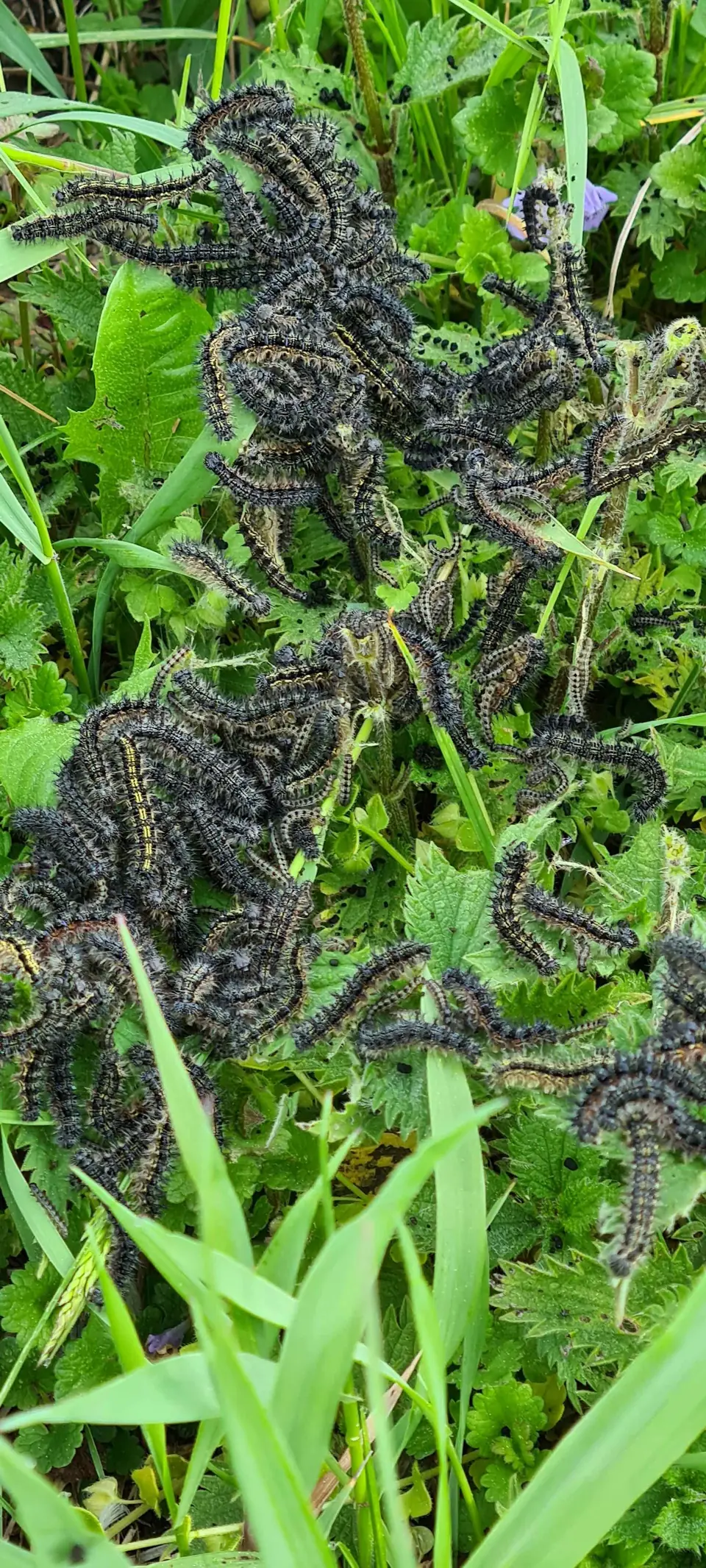 Schmetterlinge im Rebberg
