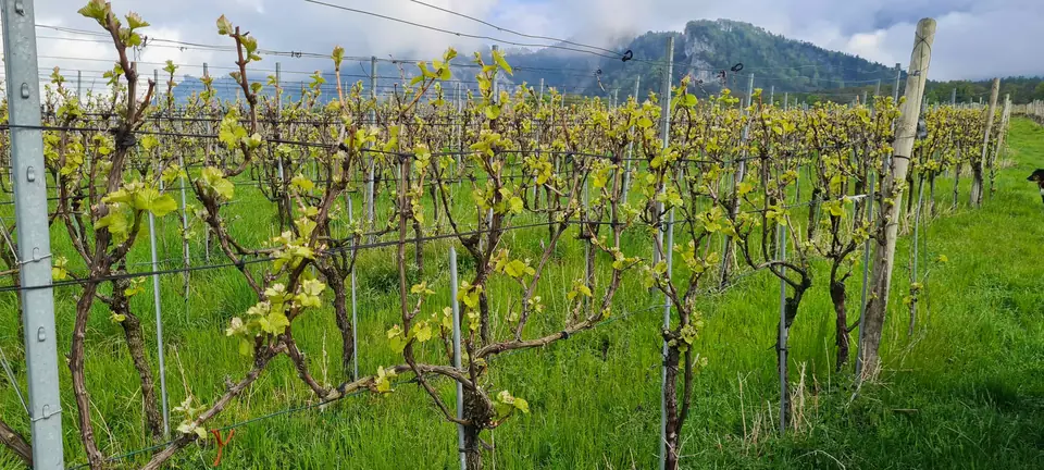 Reben im Frühling vor der Bündner Berglandschaft