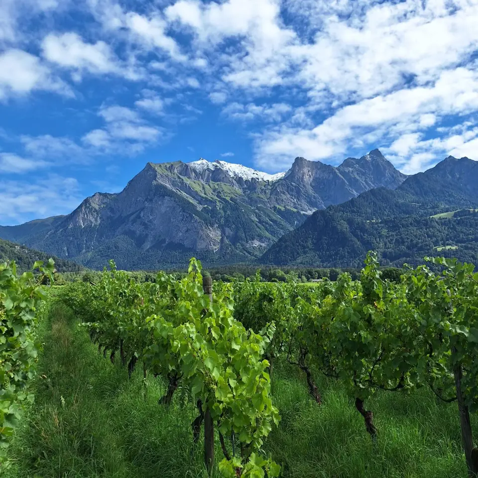 Unser wild bewachsener Rebberg vor den Bergen in Maienfeld