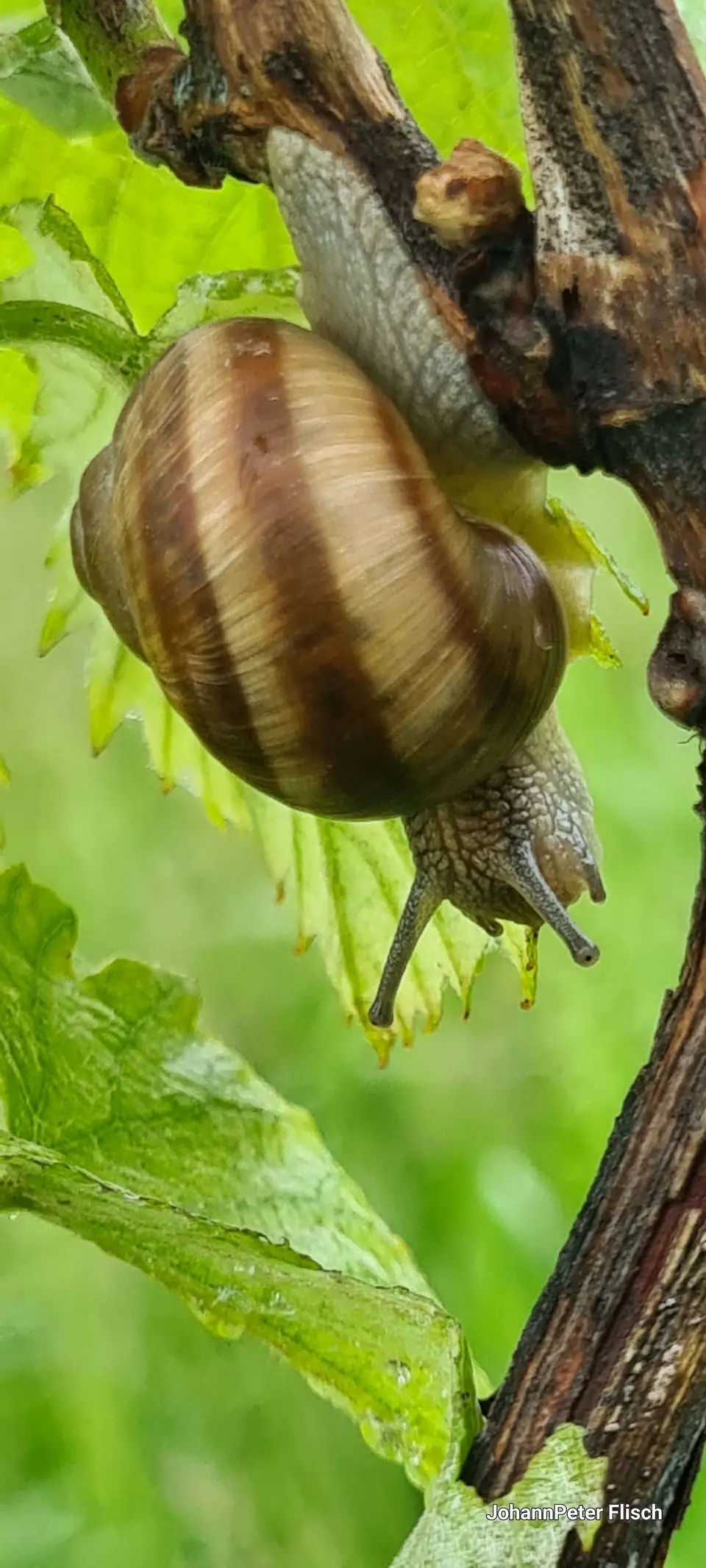 Schnecke kopfüber