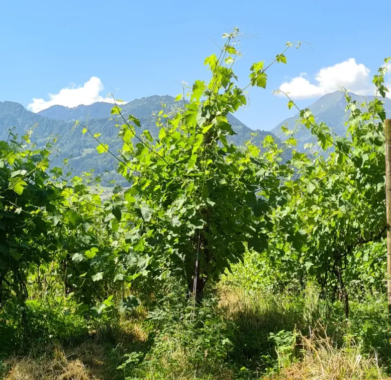 Wilde Reben mit viel Blattwerk im Sommer