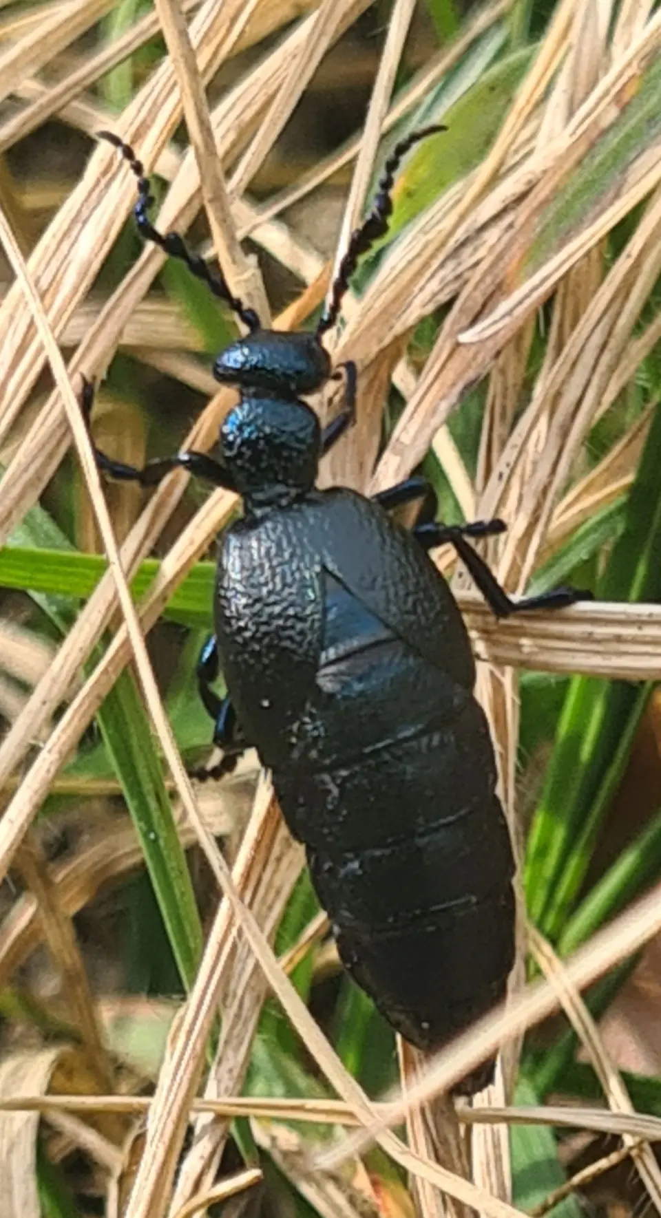 Ölkäfer im Gras
