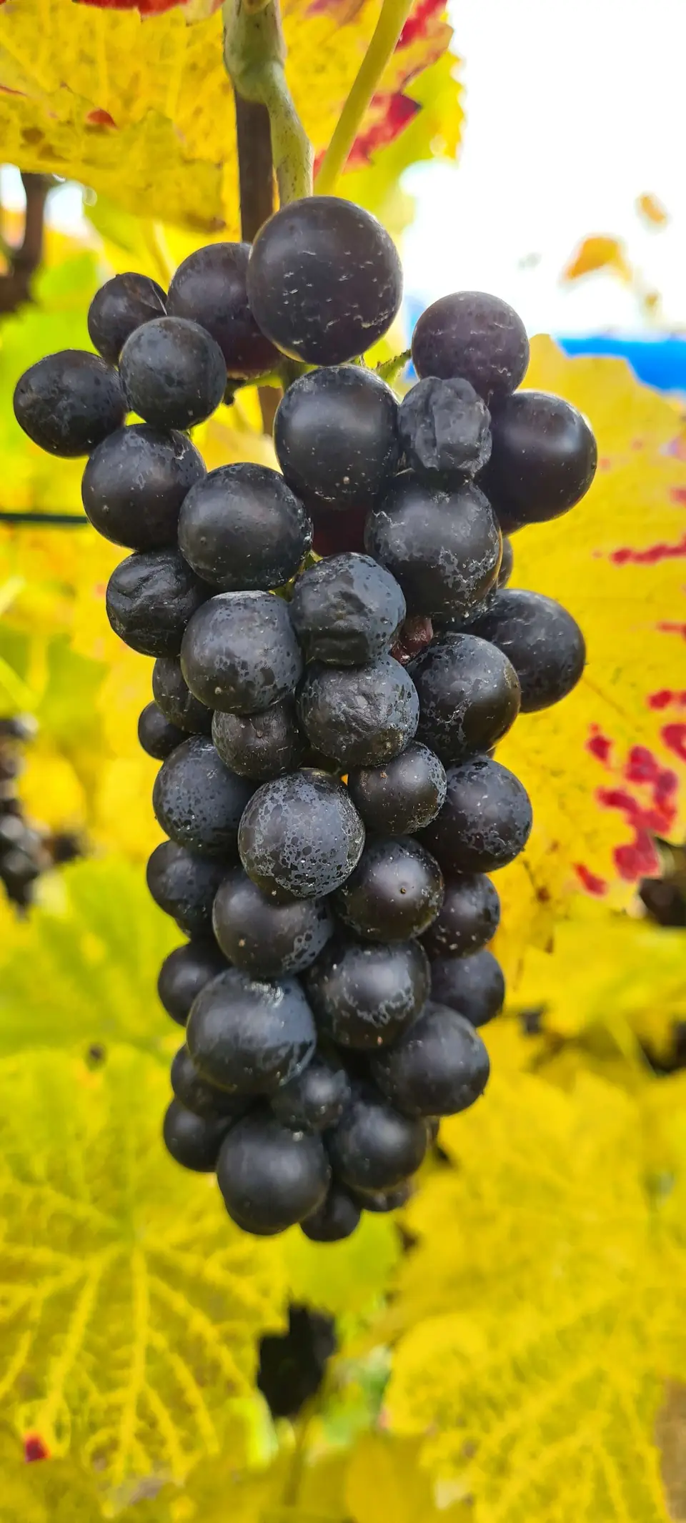 Reife Pinot-Noir-Trauben