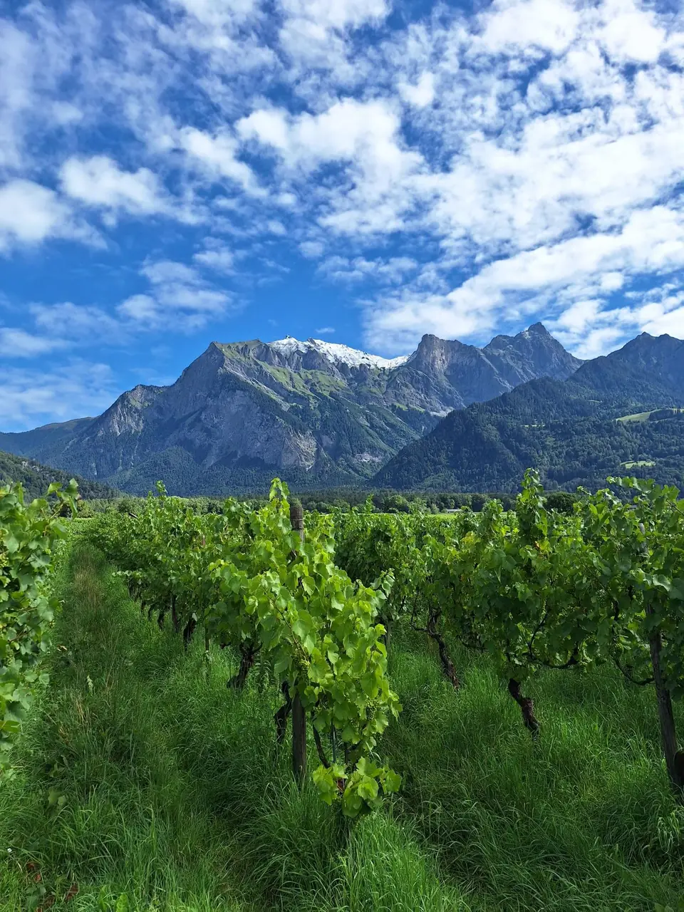 Rebberg in Maienfeld vor der Bergkulisse