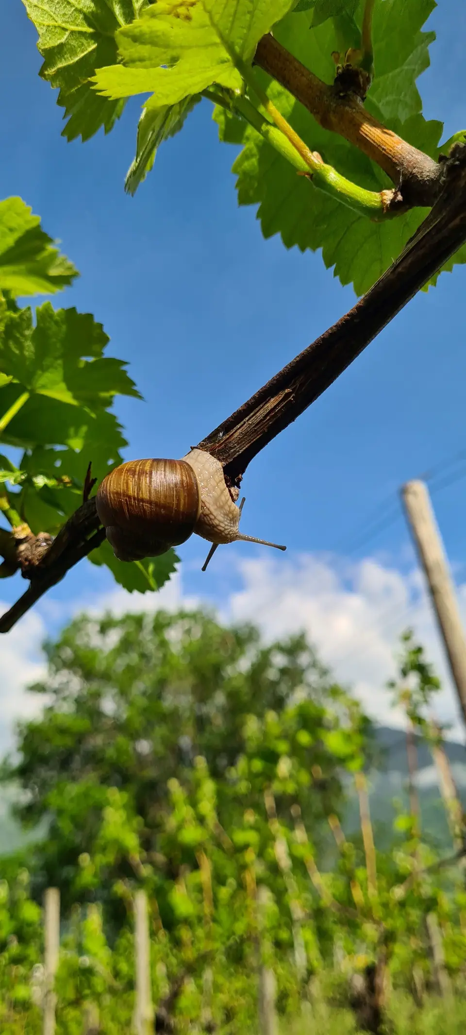 Schnecke an einer Ranke