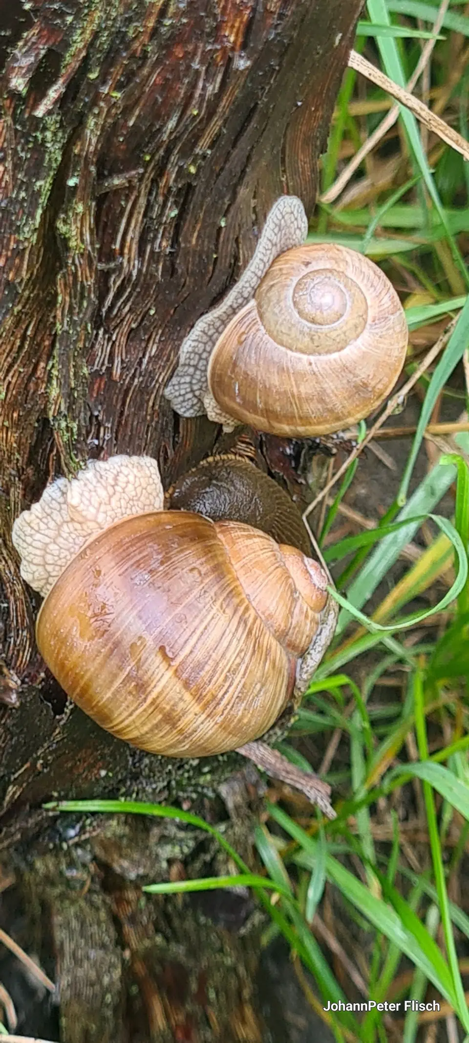 Schnecken am Rebstock