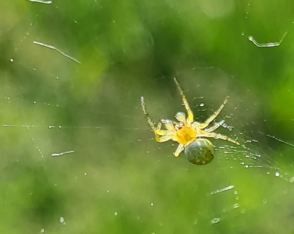 Kleine grüne Spinne