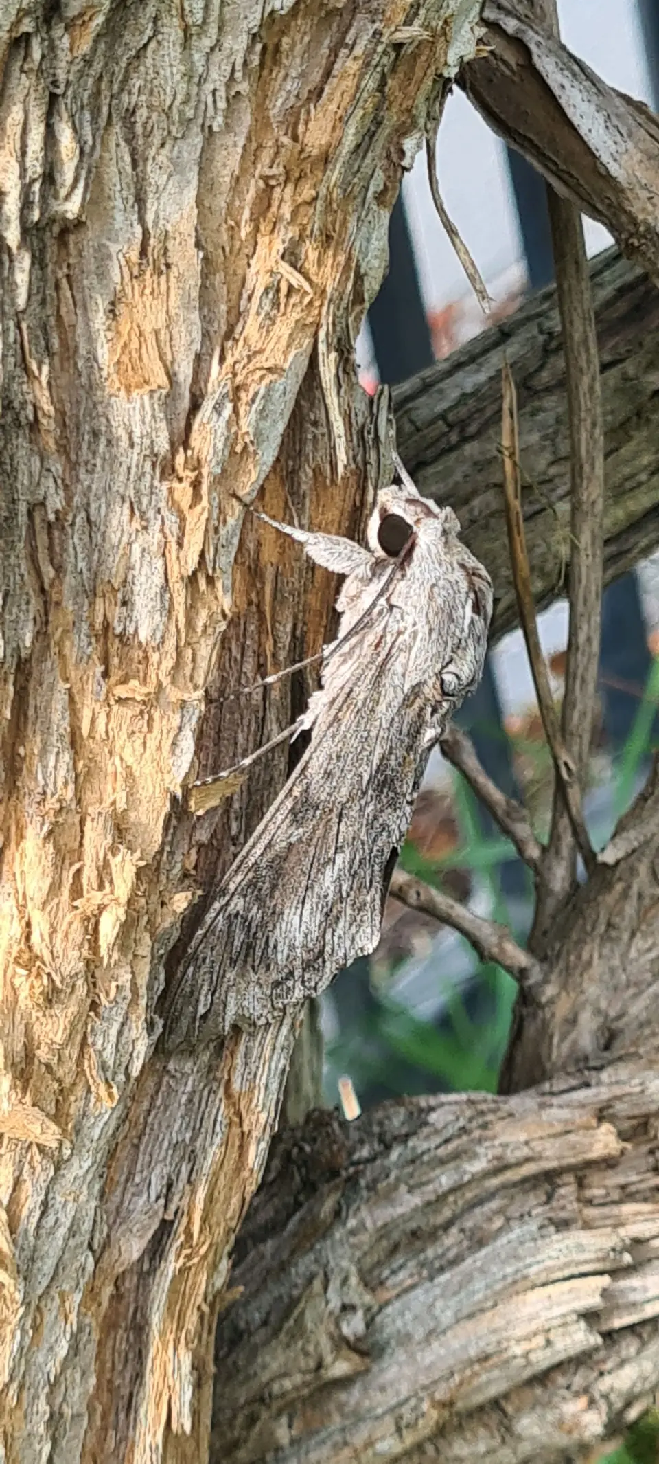 Natürliche Tarnung am Holz